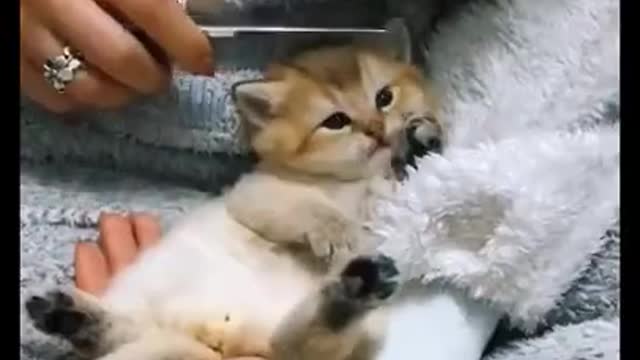 Animals SOO Cute Just a relaxing video - #shorts 4