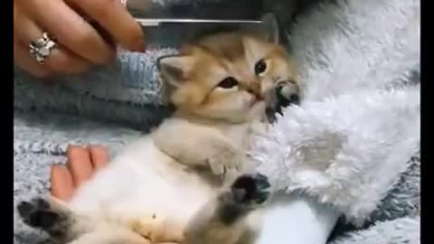 Animals SOO Cute Just a relaxing video - #shorts 4