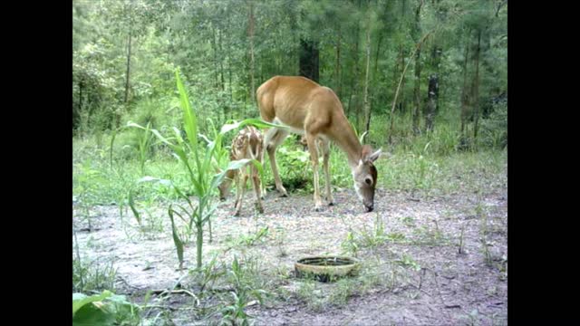 Southeast Texas Backyard Wildlife Garden 76