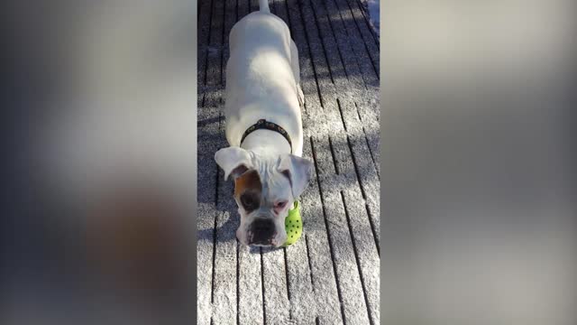 Boxer Makes Sure He Puts His Crocs On Before Going Outside