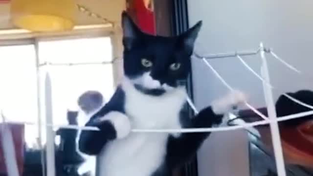 funny cats part 1