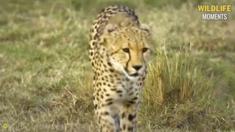 Jackal's Stealthy Strike On Young Leopard | What Happens Next In Wildlife?