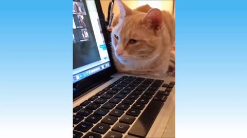 Funny`s Cats Two