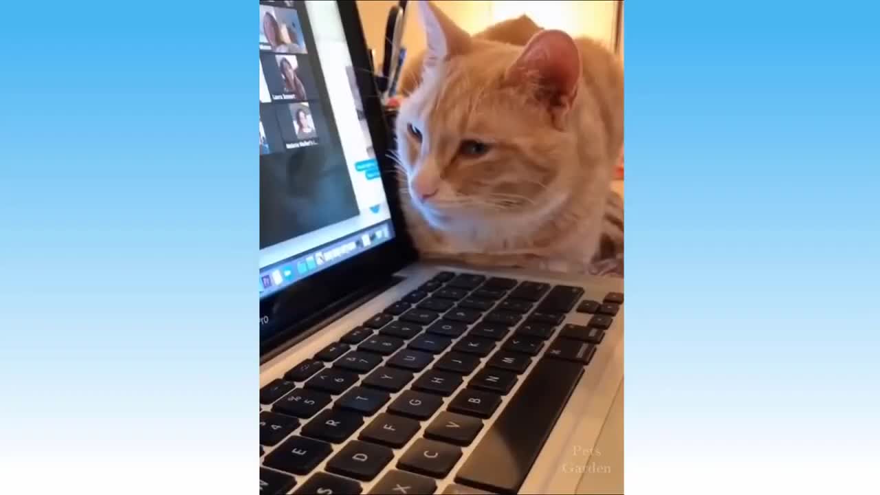 Funny`s Cats Two