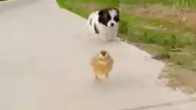 Very smart dog 🐶