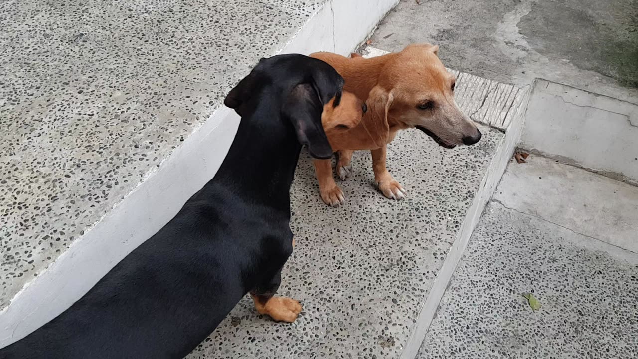 Taro annoying his senior friend