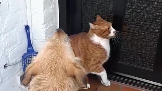 Funny cat and dog, fighting each other for open the door#Dog# Love# Cat #