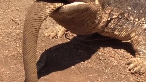 Wild Animal Fight