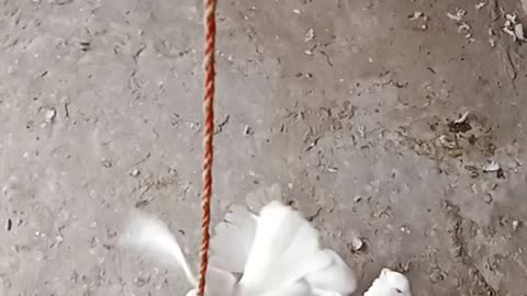 Pigeon Video
