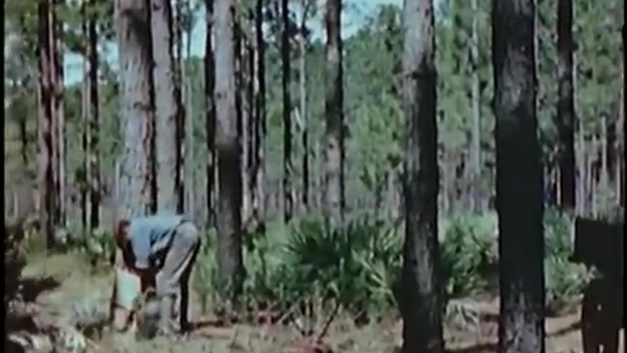 Making turpentine