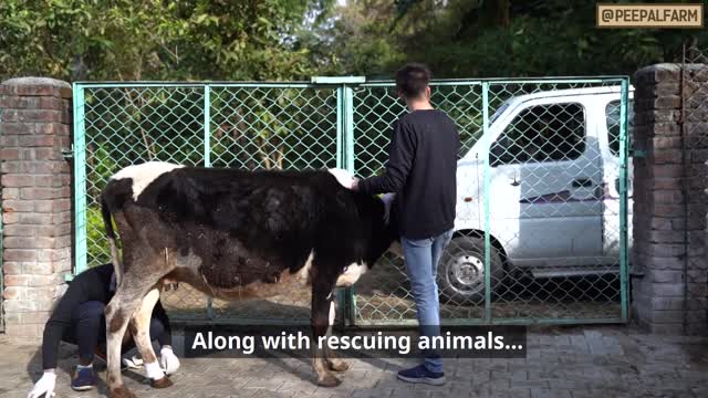 Dog Training video To make dog Happy