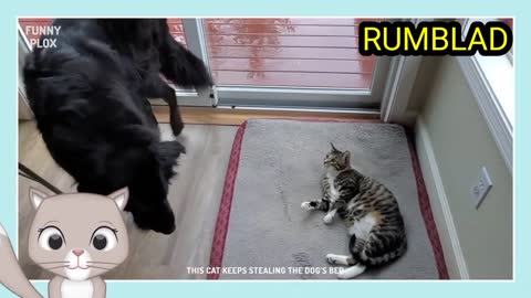 Puppy Meets Hairless Cat part 2 🐕