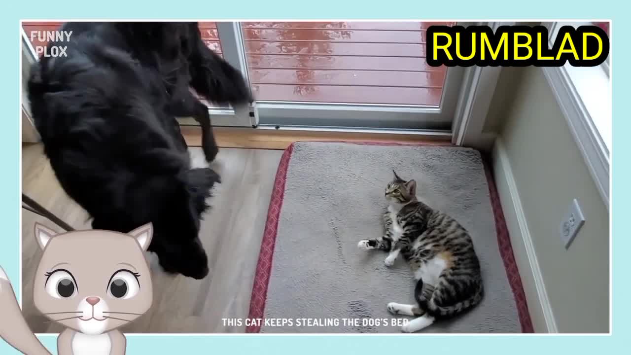Puppy Meets Hairless Cat part 2 🐕