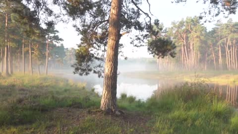 No Copyright Background Nature Video