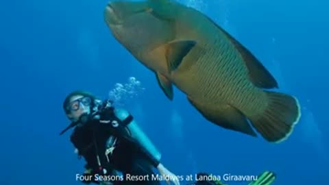 top 10 resorts in the Maldives