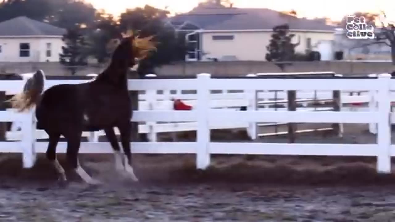 HORSE FUNNY VIDEOS AND CLIPS 📎