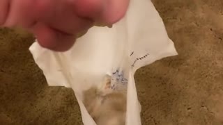 Kitten Loves Plastic Bags