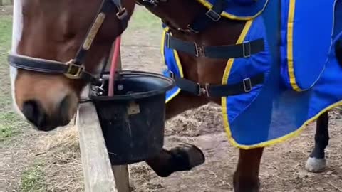 Who do you think won the eating race? All the horses loved having a massage!! 😊