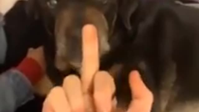 Prank with dog