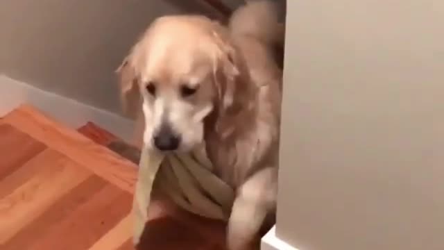 The dog goes upstairs to bed by himself