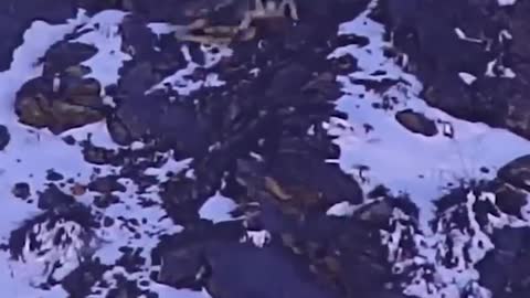 😲snow leopard falls off cliffs to hunt