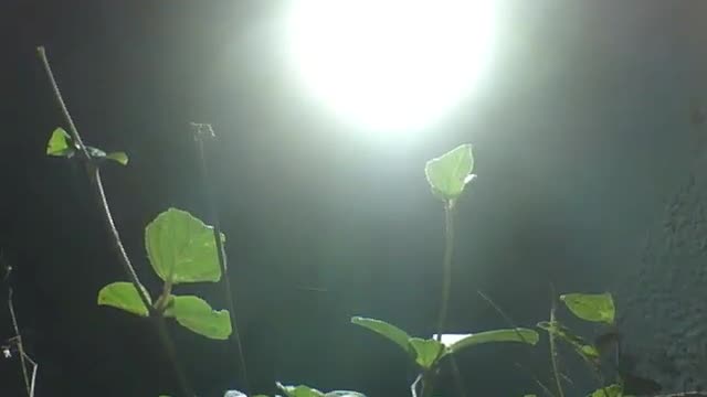 Refletor de led ilumina algumas plantas em cima do muro durante a noite [Nature & Animals]