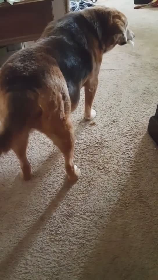 My precious Dog again!!! What personality!!! Almost 17 YRS OLD!