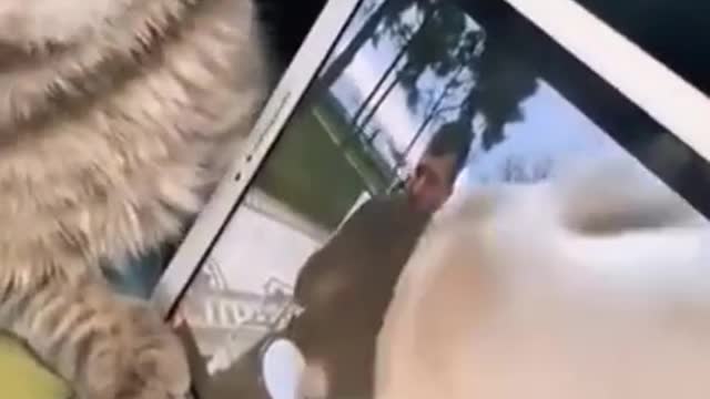 cutest but funniest cats on the block