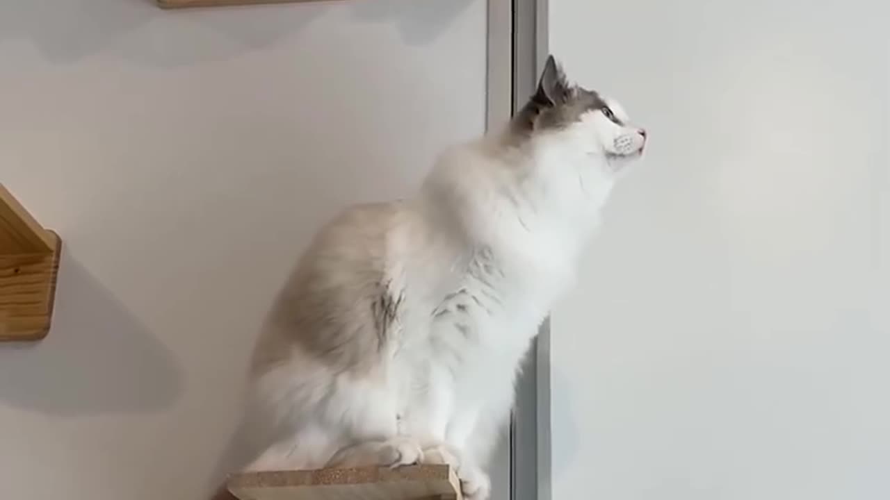 Amazing cat