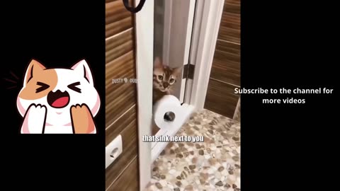 Mashup 106 EXTENDED EDITION #voiceover #voiceovers #cat #cats #feline #felines #funny #shorts