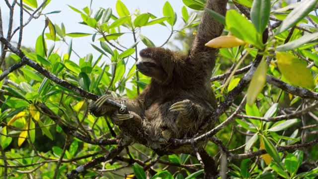 Swimming Sloth Searches For Mate | Planet Earth II | BBC Earth