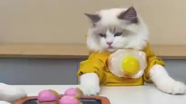 Cute cat cocking eggburgers funny video