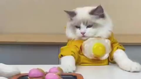 Cute cat cocking eggburgers funny video