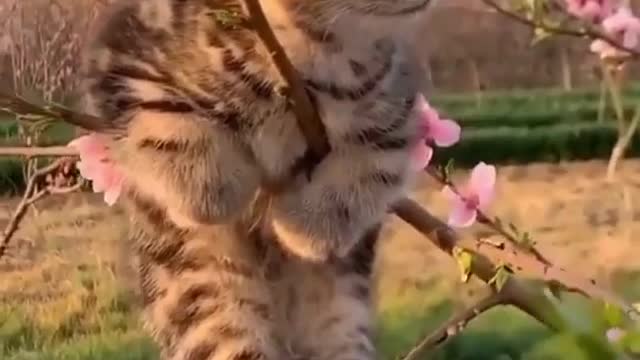 kitten hanging over a tree