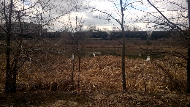 Egret In Suburban Slough With Tank Cars