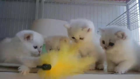 cute cat