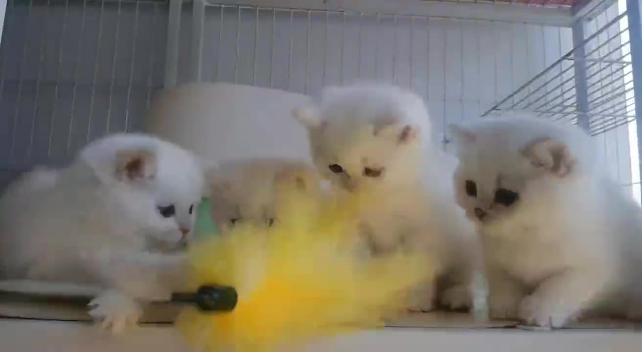 cute cat