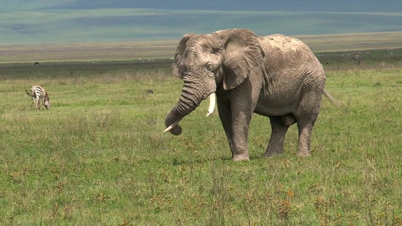 Old African Elephant grazing on the grassland