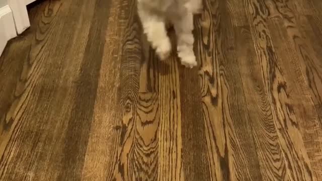 Cute dog, look ma! I'm dancing