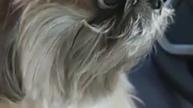 Our cookie dog