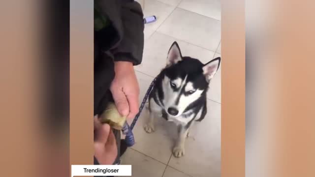 Try not to laugh