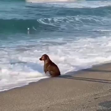 REMINDS ME OF TRAPPER