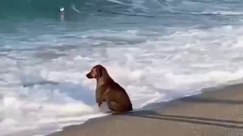 REMINDS ME OF TRAPPER