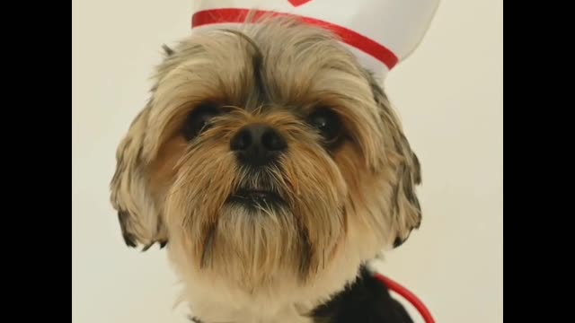 The most cute and most funny doctor dog funny moment