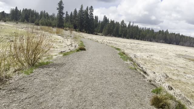 Hiking Through the Forest Connector Meadow Area of Deschutes River – Central Oregon – 4K