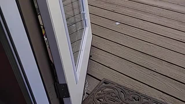 Dog REALLY wants to go for a walk