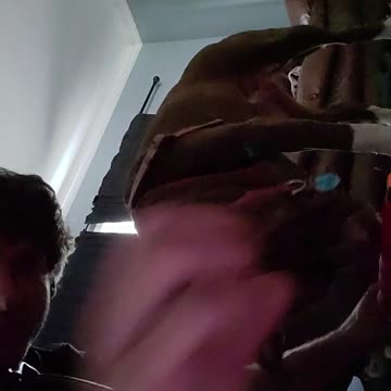 Pitbull playing with kong toy