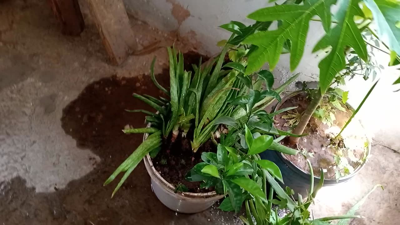 Home plants