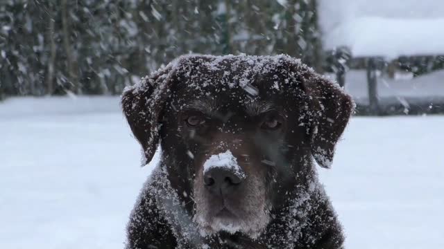 Black Labrador in winter watching young Labrador activity