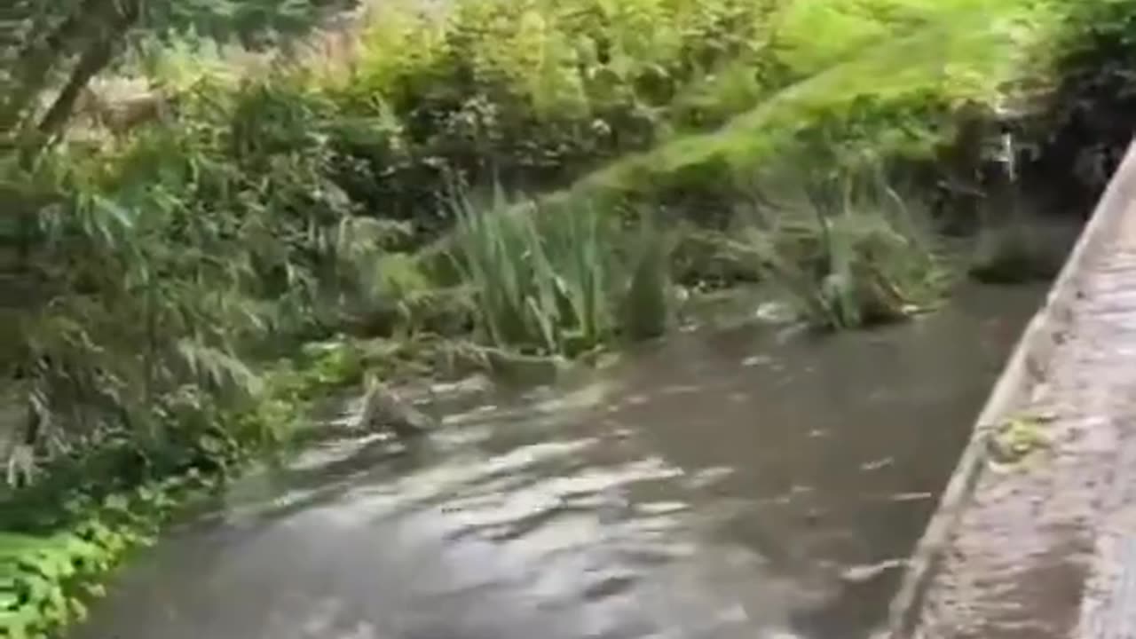 The happy swimming dogs